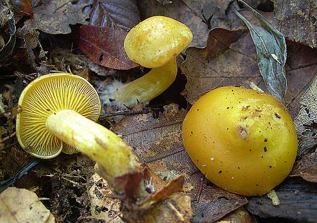 La flora micologica del Leymenthal